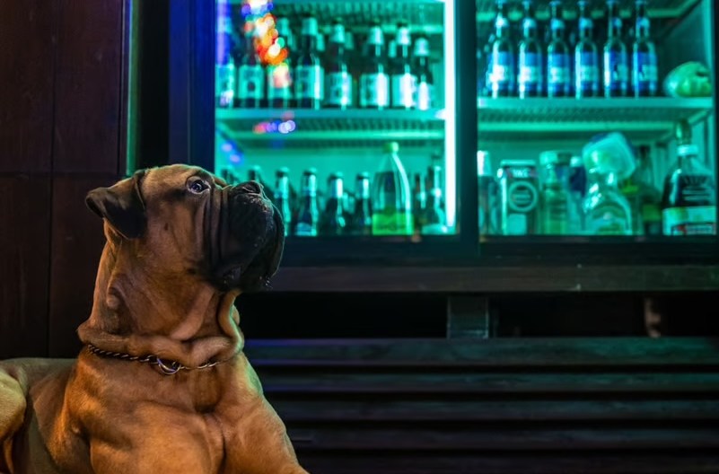 Detroit’s Best Dive Bars